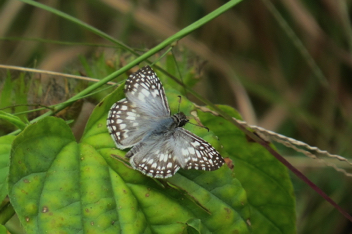 Tropical Checkered-Skipper - male